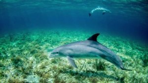 дельфин #звук дельфин