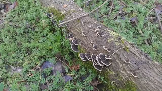 ТРАМЕТЕС РАЗНОЦВЕТНЫЙ - очень полезный гриб-трутовик!!! Грибная азбука. смотреть онлайн