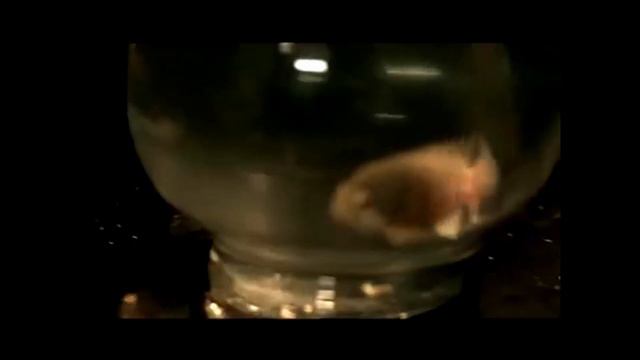 Disturbed - Stupify, except it's "Stupefy" from Harry Potter смотреть онлайн