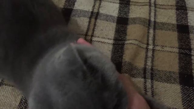 МАХАЧ С КОТОМ / НАПАЛ КОТ ВО ВРЕМЯ СЪЁМКИ / СТЕКАЮ КРОВЬЮ смотреть онлайн