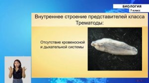 7-класс | Биология  | Общая характеристика червей. Тип Плоские черви. Класс ленточные черви