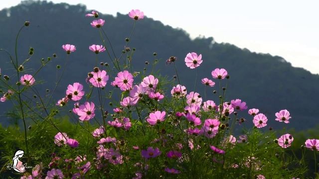 ?? Классическая фортепианная музыка для мамы и малыша???Детский удар ♥ Развитие мозга ♥ смотреть онлайн