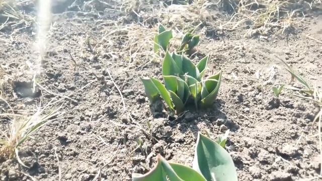 Весна в Молдове 2022 год смотреть онлайн