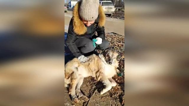 Наша старушка Машенька, наша гордость и наша печаль, что за столько времени ей не нашлось дома!? смотреть онлайн