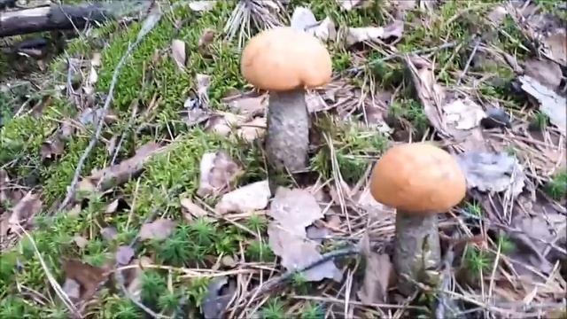 ГРИБЫ ПОШЛИ ПОСЛЕ ДОЖДЯ! Июнь Грибы