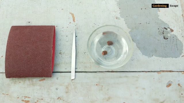 How To Grow Lotus From Seeds | Easiest & Fastest Method | Growing Lotus In Pots смотреть онлайн