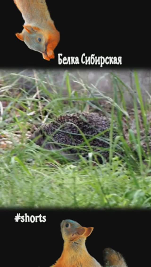 Еж быстро ходит