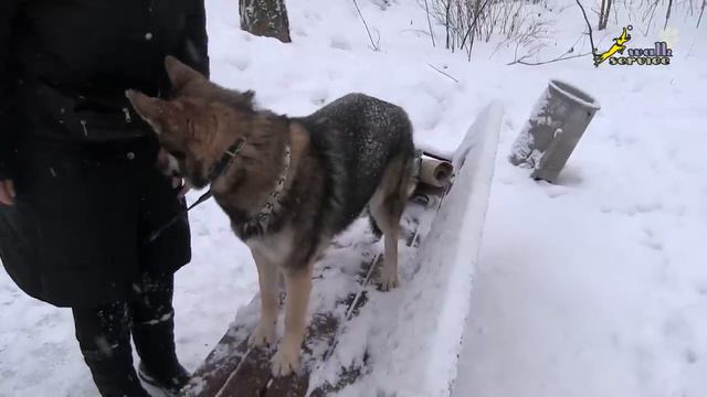 Схема -- сначала работа потом собака получает корм, класическая дрессировка ОКД смотреть онлайн