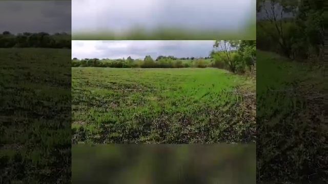 Овёс на сено! смотреть онлайн