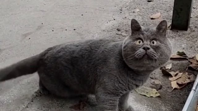 Вечно удивленный кот Федя / Котенок и потерянное время / Часть 3