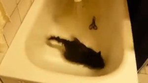 Кот убегает из ванной
