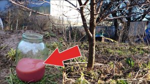 Подкормите этим сливу и вишню в апреле для супер урожая! Чем подкормить сливу и вишню весной?