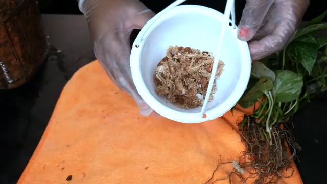 HOW TO CONVERT PLANTS FROM SOIL TO HYDROPONICS IN LESS THAN 3 MINUTES смотреть онлайн
