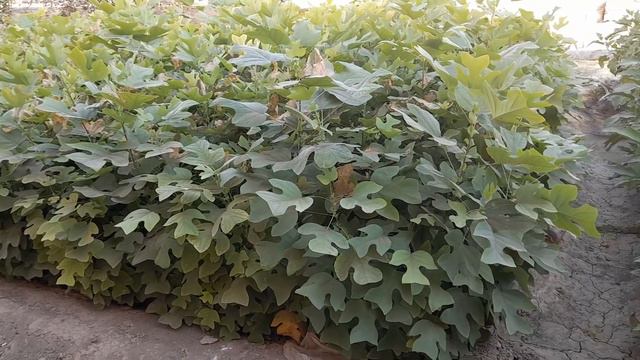 lola daraxti ko'chatlari sotuvda #912369191 bo'yi 50 sm 120 smgacha смотреть онлайн