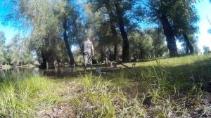 Бешенный клев карася в затоне от реки Ахтуба.