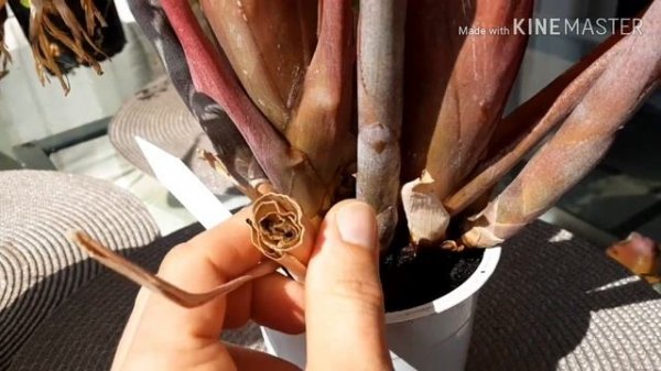 Bromeliae . Бромеливые, часть 1.