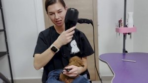 Как правильно купать и высушить щенка мальтипу, мальтезе, пуделя и другие длинношерстные породы.