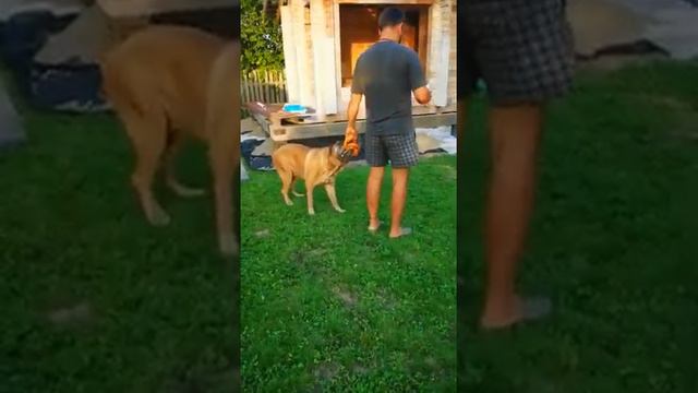 Красный кане корсо Корней и его хозяин смотреть онлайн