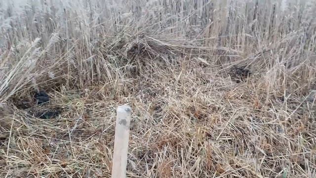 Копанка своими руками за 4 часа! / Копаю маленький пруд своими руками. смотреть онлайн