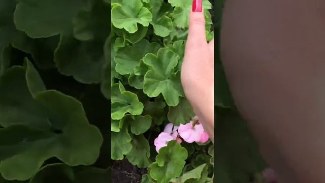 Пеларгония на даче . Пеларгония в открытом грунте . Пеларгония цветёт смотреть онлайн