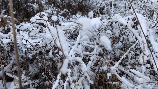 Зимовка пчёл 2020год,коллапс на пасеке смотреть онлайн