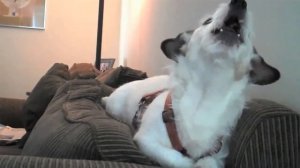 Собака волк воет.  Собака воет громко  сборник!