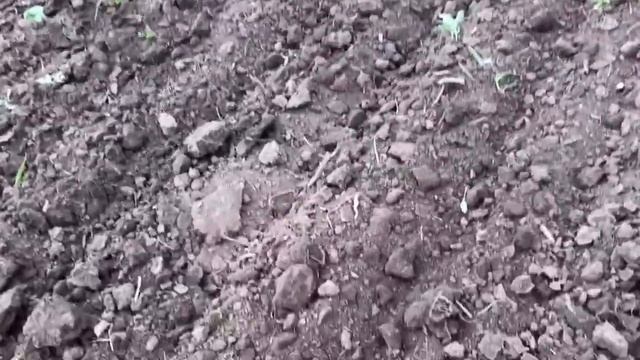 Просапка гарбузів 2020 смотреть онлайн