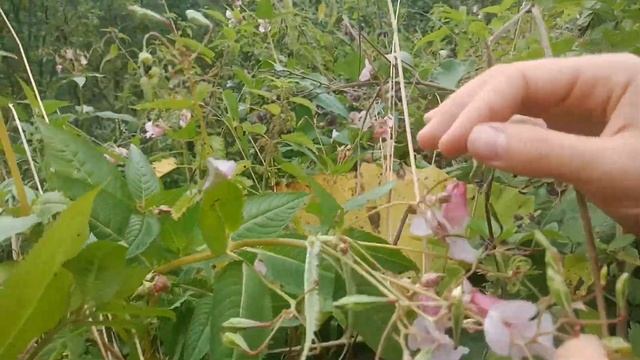 Недотрога Бальзамин или как стреляют цветы артиллеристы смотреть онлайн