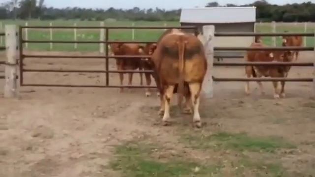 Бык 1200 + кг.Порода Лимузин. Просто красавец? смотреть онлайн