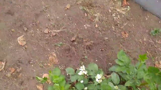 #28 малина Пшехиба. Размножение маточным корнем. Обзор ежевики Фридом,. Альбион на 10 апреля. смотреть онлайн