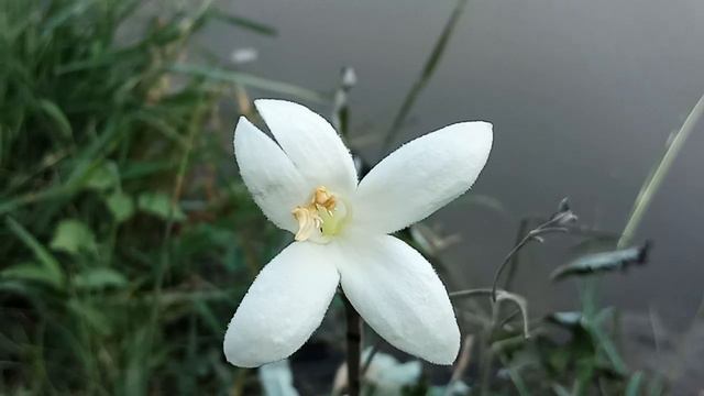 free natur background || natur flowers || new background смотреть онлайн