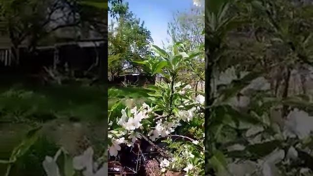 Как правильно обработать яблоню весной смотреть онлайн