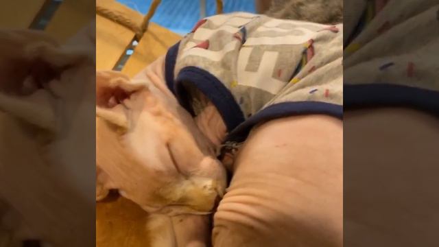 zoo зоопарк кафе с животными смотреть онлайн