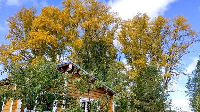 Звуки природы, шум леса, пение птиц, звуки осени / sounds of nature, birdsong, forest noise смотреть онлайн