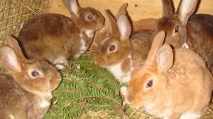 Можно ли кроликам давать хвойные ветки: сосны, ели.