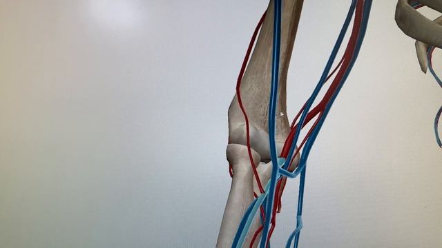 Артерии верхней конечности. Плечевая артерия / arteria brachialis смотреть онлайн