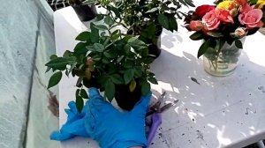 Как быстро размножить розы из горшка г. Омск Ферма "Омская Ягода"