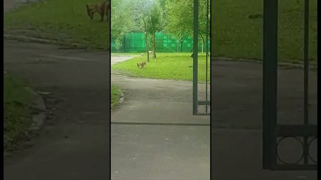 живоловушка на лису , Ловушка в работе ,лиса и лисёнок смотреть онлайн