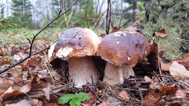 РЕКОРД !!! БЕЛЫЕ ГРИБЫ КОРЗИНАМИ В ОКТЯБРЕ !!! Грибы 2019 ! смотреть онлайн