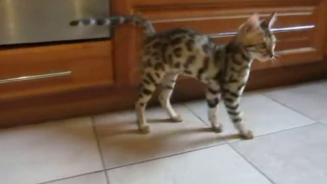 Бенгальские котята -15.10.2012 - BENGAL KITTENS for SALE смотреть онлайн