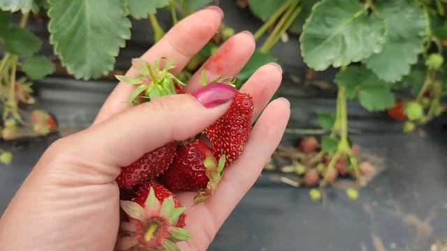 #Земклуника #Купчиха - ягода со вкусом и ароматом лесной земляники в Сибири смотреть онлайн