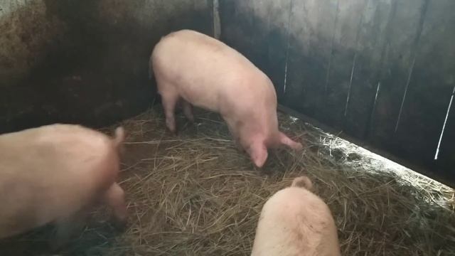 200 литров ХОЛОДЦА ?И ВСЁ НАШЕ ХОЗЯЙСТВО!!! ?????? смотреть онлайн