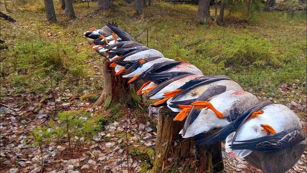 ОХОТА НА ГУСЯ ВЕСНА 2024г. Живём с Батей на Болоте. Лучшая Охота в Жизни!!! смотреть онлайн