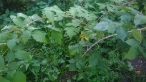 Ремонтантная малина сорт Самохвал