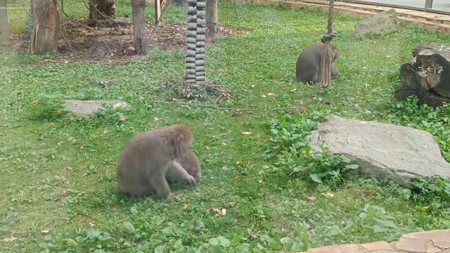 Семья мартышек в Ленинградском зоопарке. смотреть онлайн