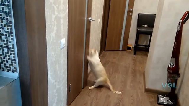 Умный кот открывает дверь за ручку смотреть онлайн