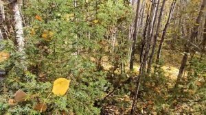 Река Ангара / Бадарминский разлом / Природа Усть-Илимска / Аудио пиратство)))