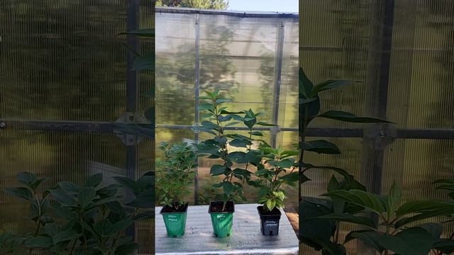 🤩 Это просто ВАУ!  Обзор набора из 3 разных гортензий! 😍 Самые красивые гортензии в одном наборе! смотреть онлайн