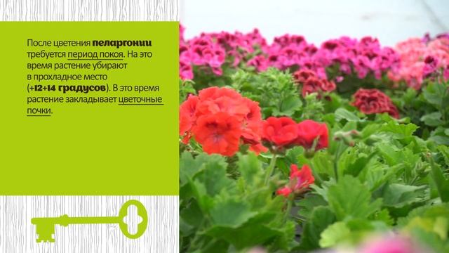 Выращивание пеларгонии. Секреты пышного цветения смотреть онлайн