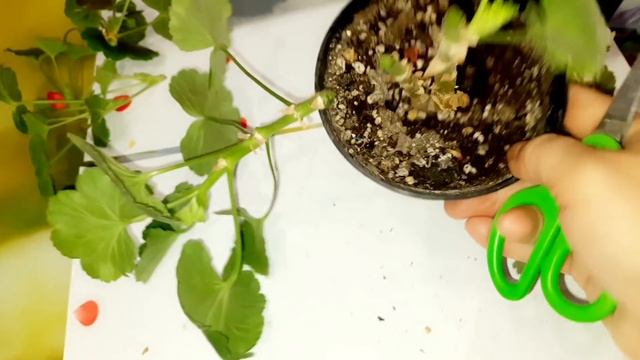 РЕАЛЬНОСТЬ И КРУГОВЕРТЬ. ПЕЛАРГОНИЯ. БЕГОНИЯ. КОЛЕУСЫ. ПЕРЕСАДКИ. ЧЕРЕНКОВАНИЕ. ДВИЖУХА. смотреть онлайн